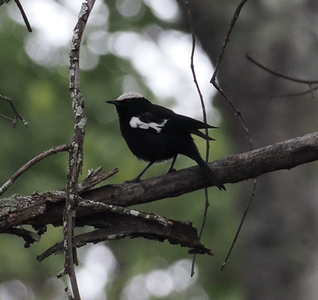 Arnot's Chat - ML645206368