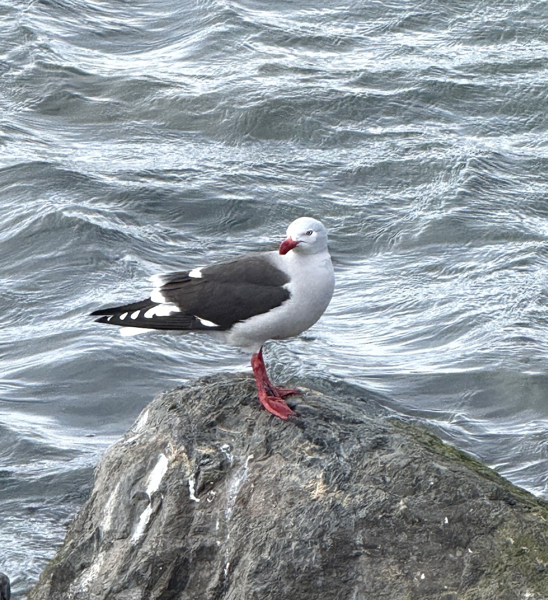 Dolphin Gull - ML645206371