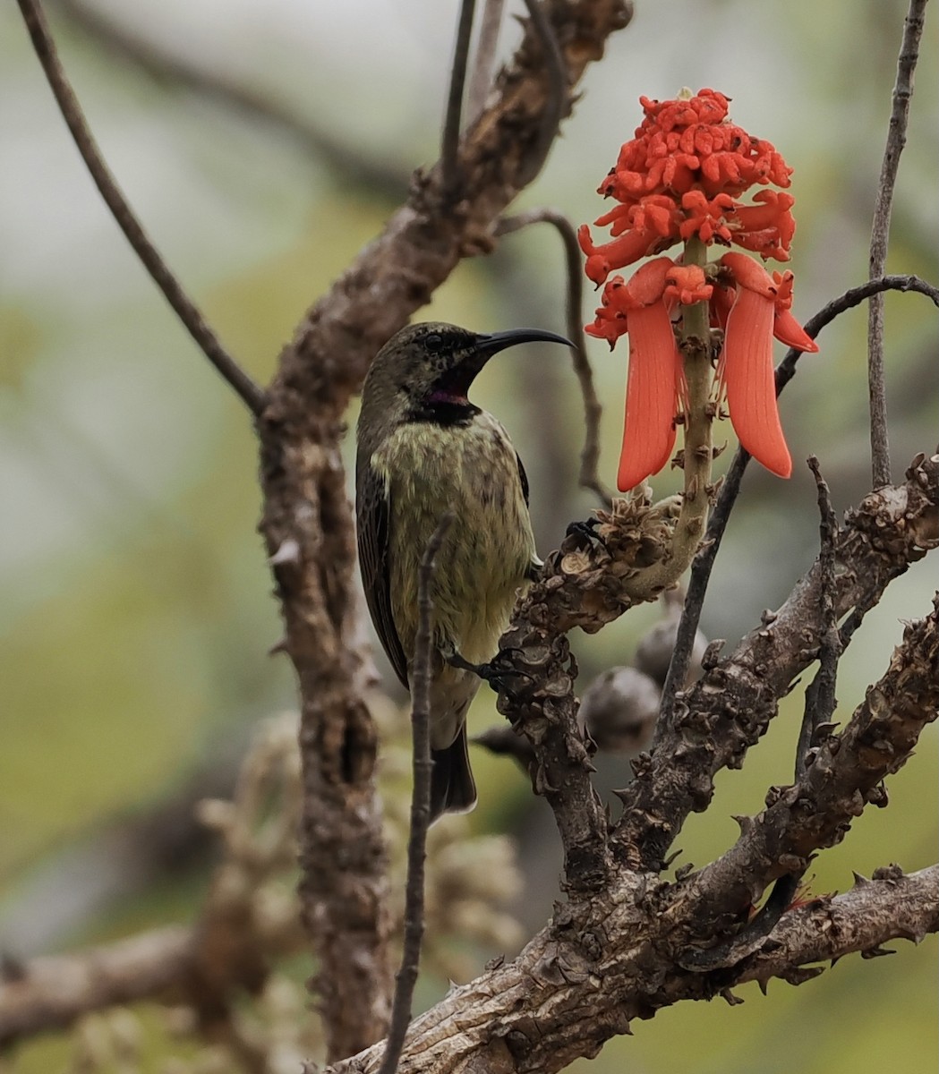Amethyst Sunbird - ML645206375