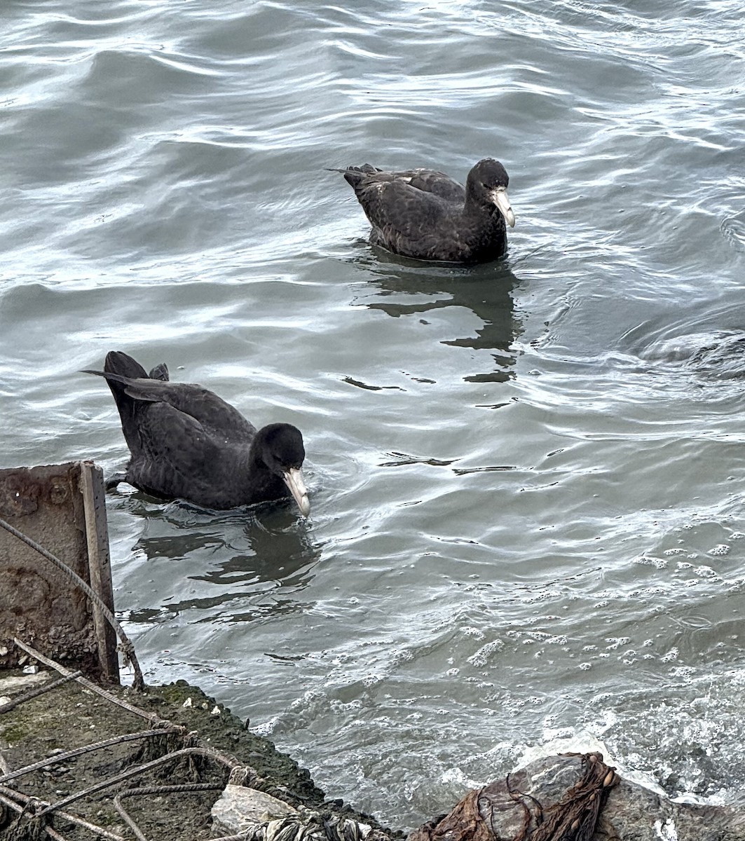 Southern Giant-Petrel - ML645206376