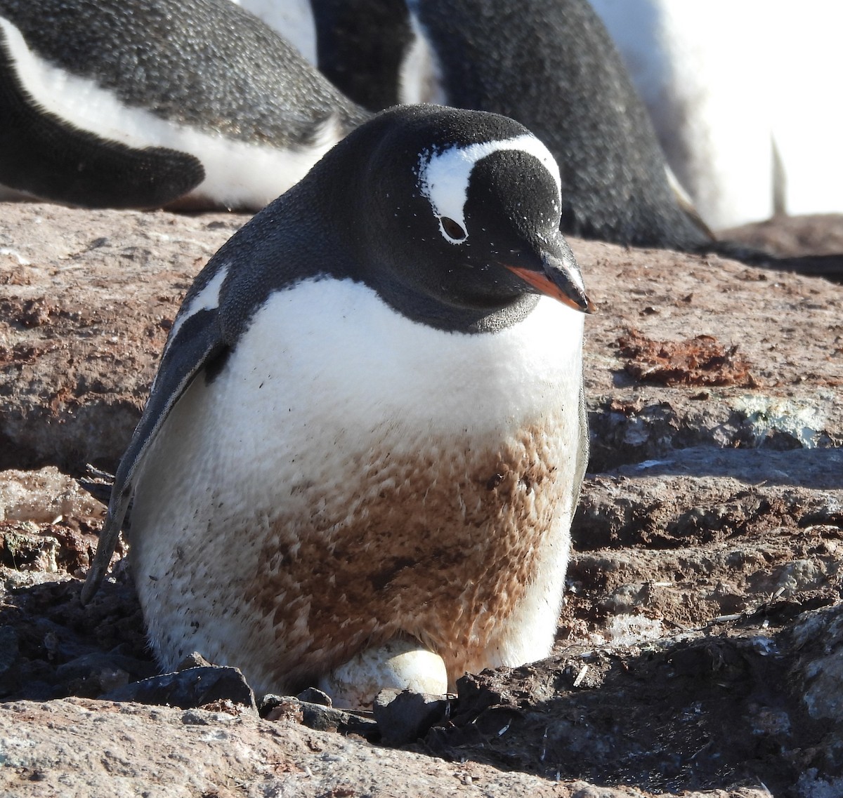 Пінгвін-шкіпер - ML645206380