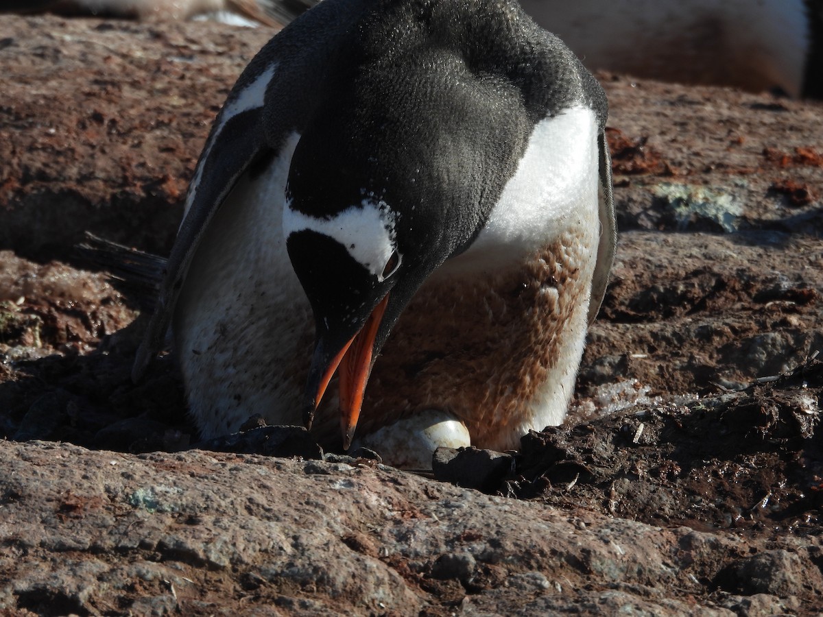 Пінгвін-шкіпер - ML645206381