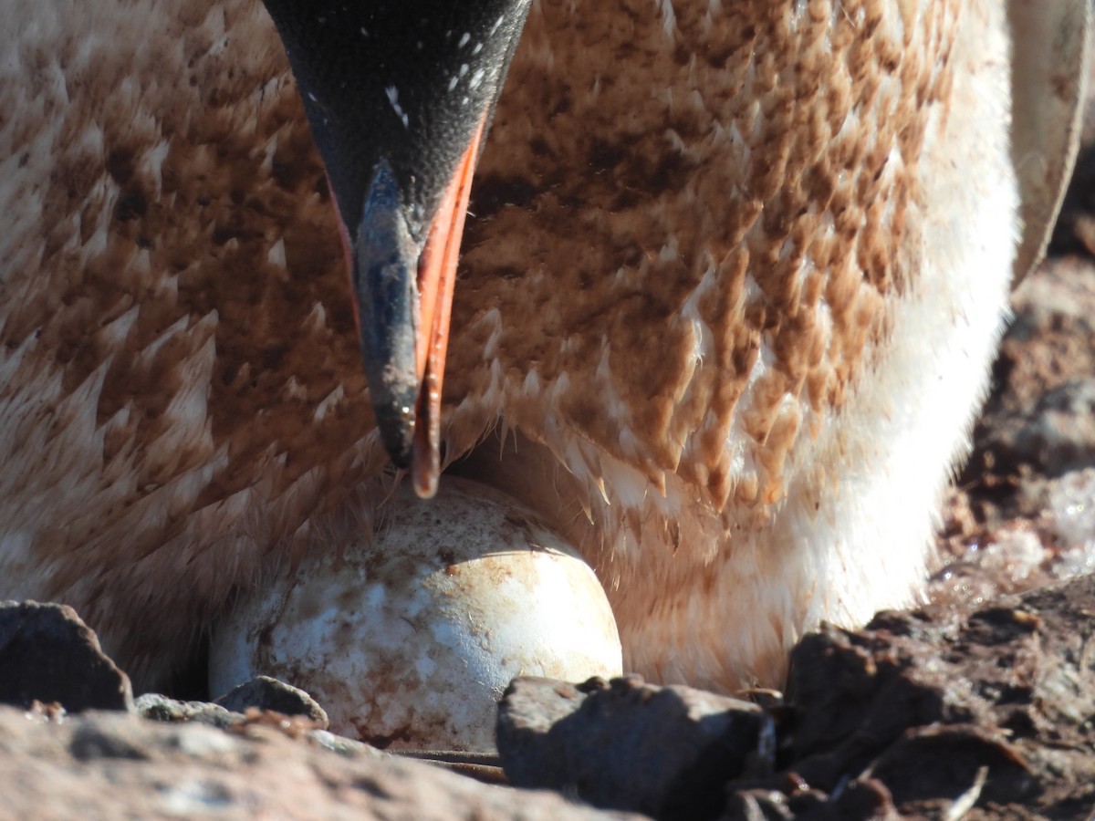 Пінгвін-шкіпер - ML645206383