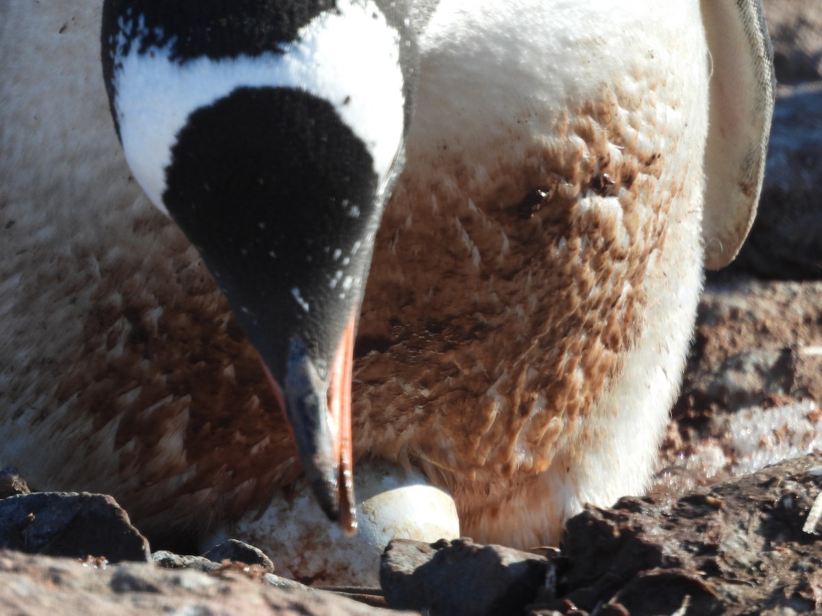 Пінгвін-шкіпер - ML645206384