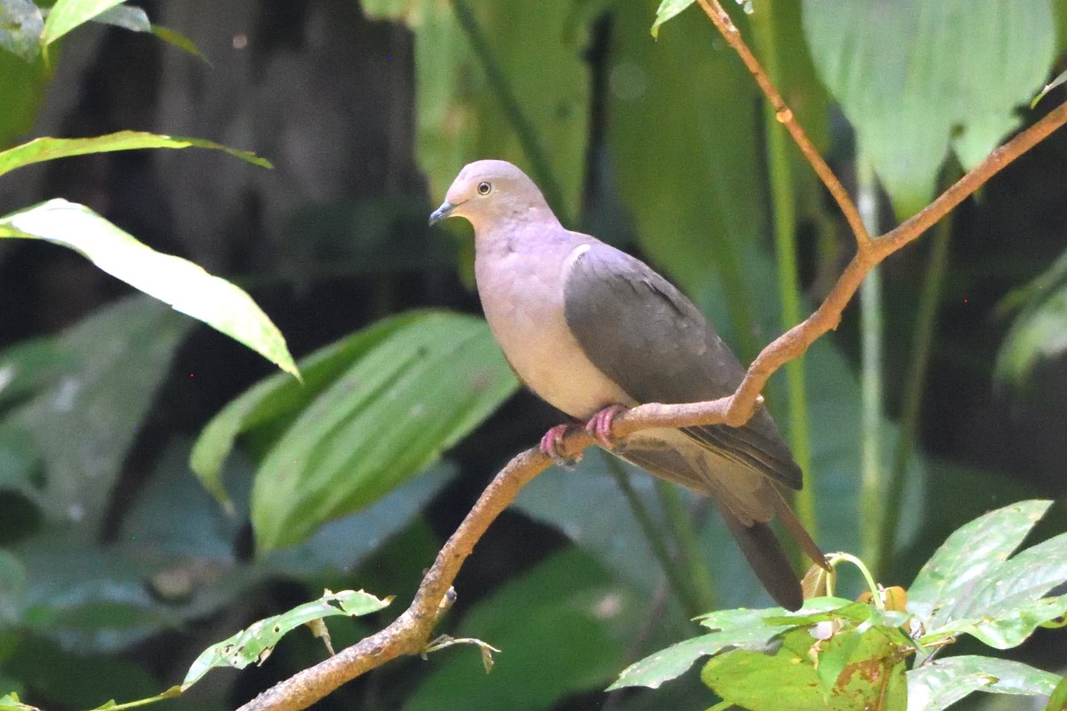 Голуб сірошиїй - ML645206386