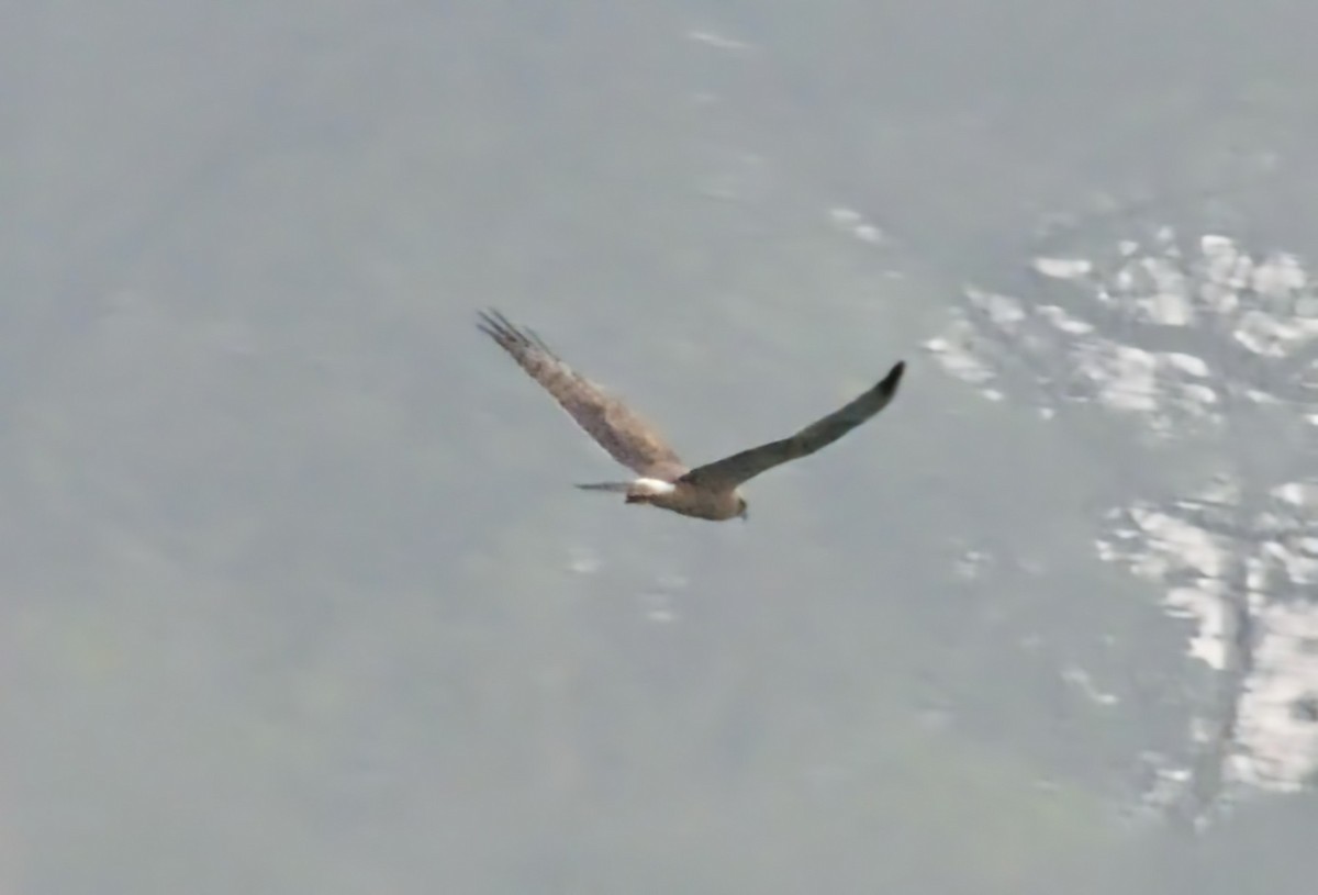 Лунь лучний - ML645206388