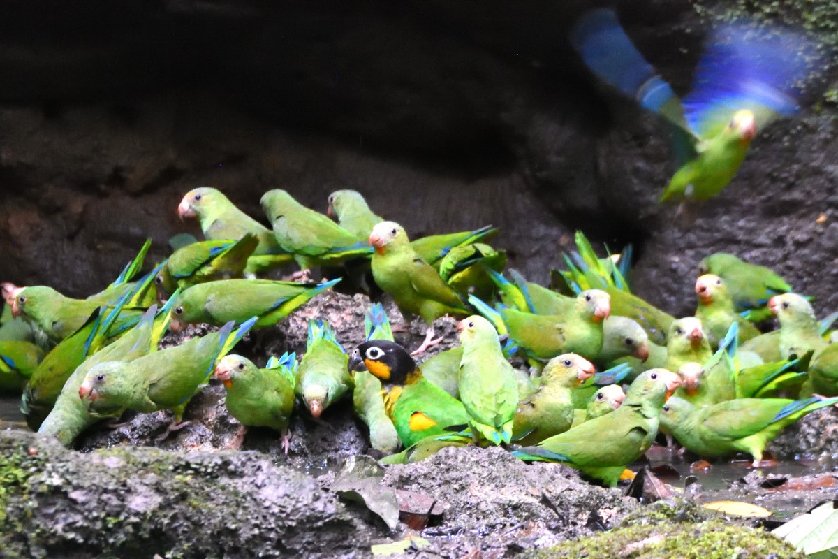 Каїка жовтощокий - ML645206390