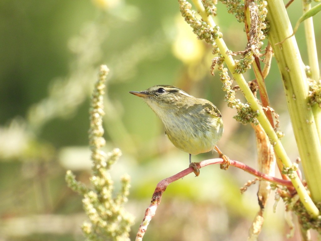 Вівчарик лісовий - ML645206396