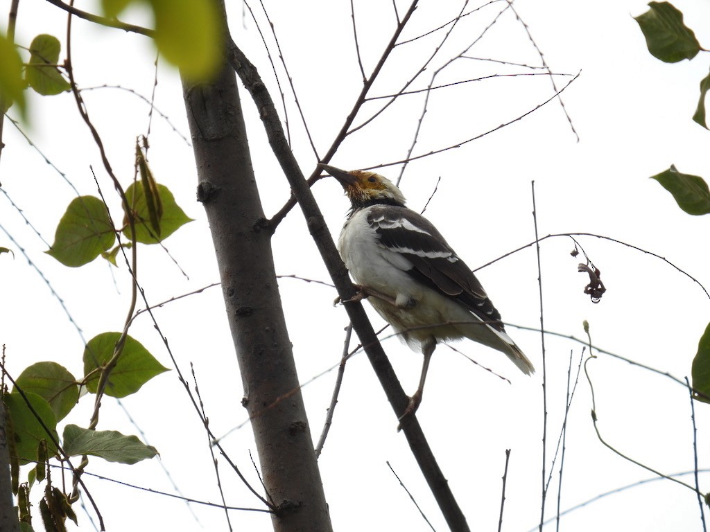 Шпак чорношиїй - ML645206398