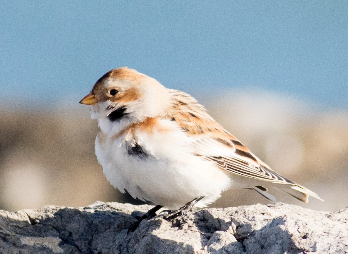 Пуночка снігова - ML645206399