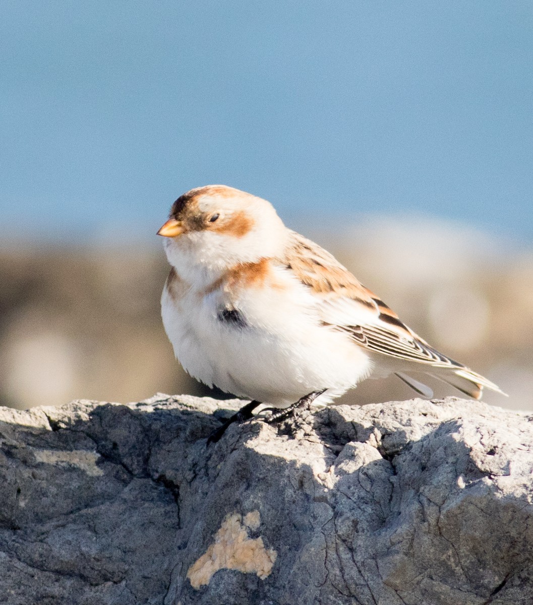 Пуночка снігова - ML645206401
