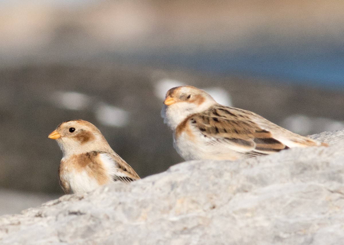 Пуночка снігова - ML645206404