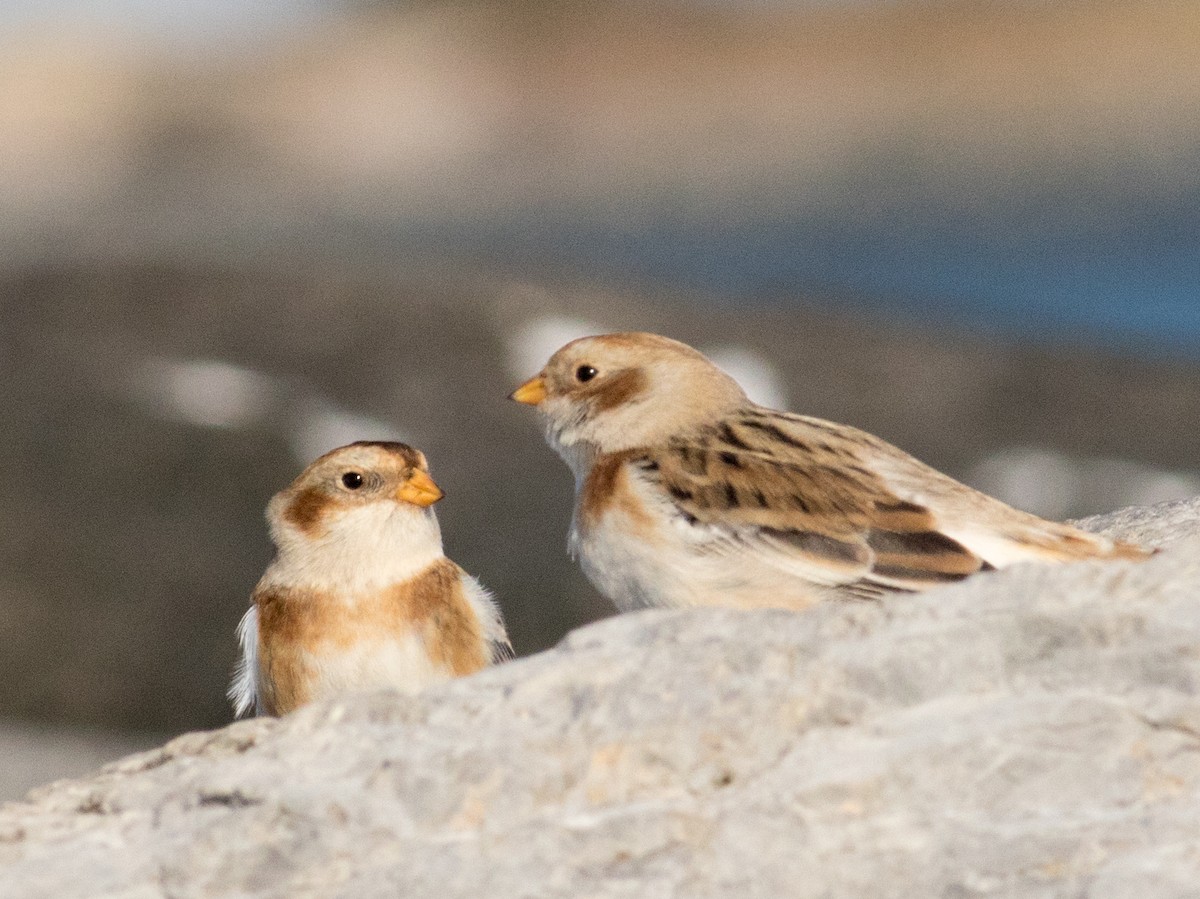 Пуночка снігова - ML645206405