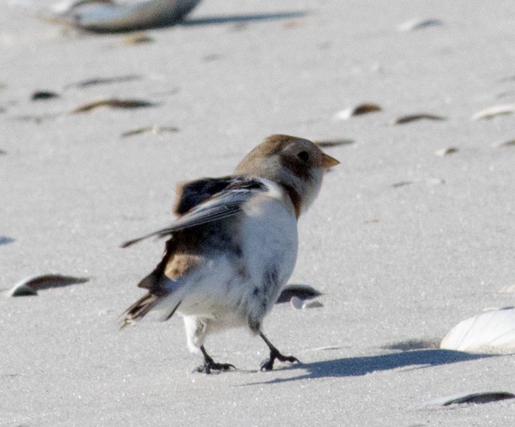 Пуночка снігова - ML645206406