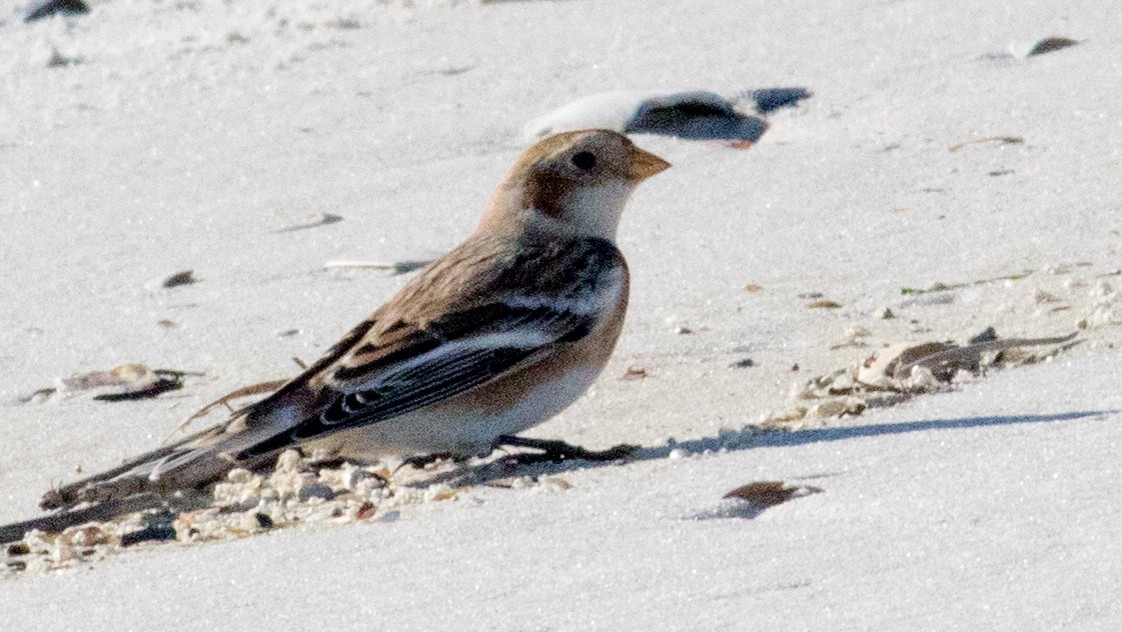 Пуночка снігова - ML645206407