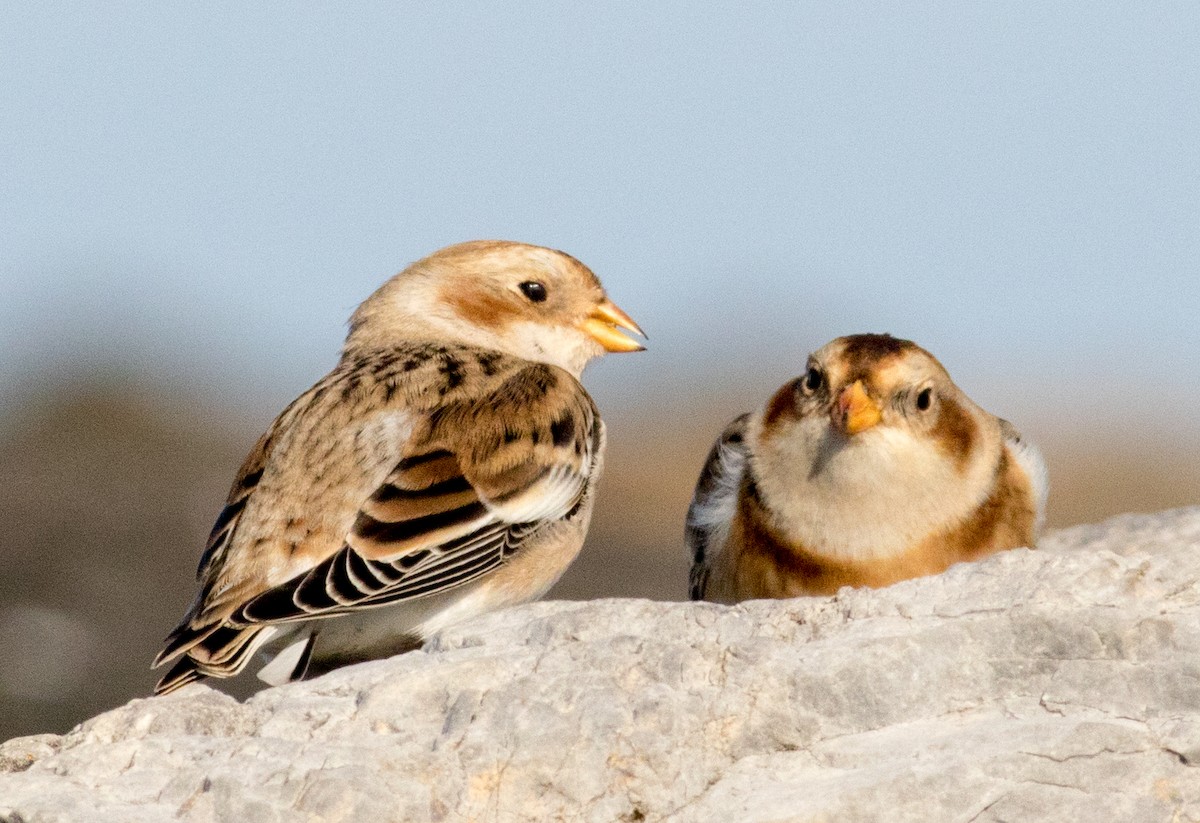 Пуночка снігова - ML645206408