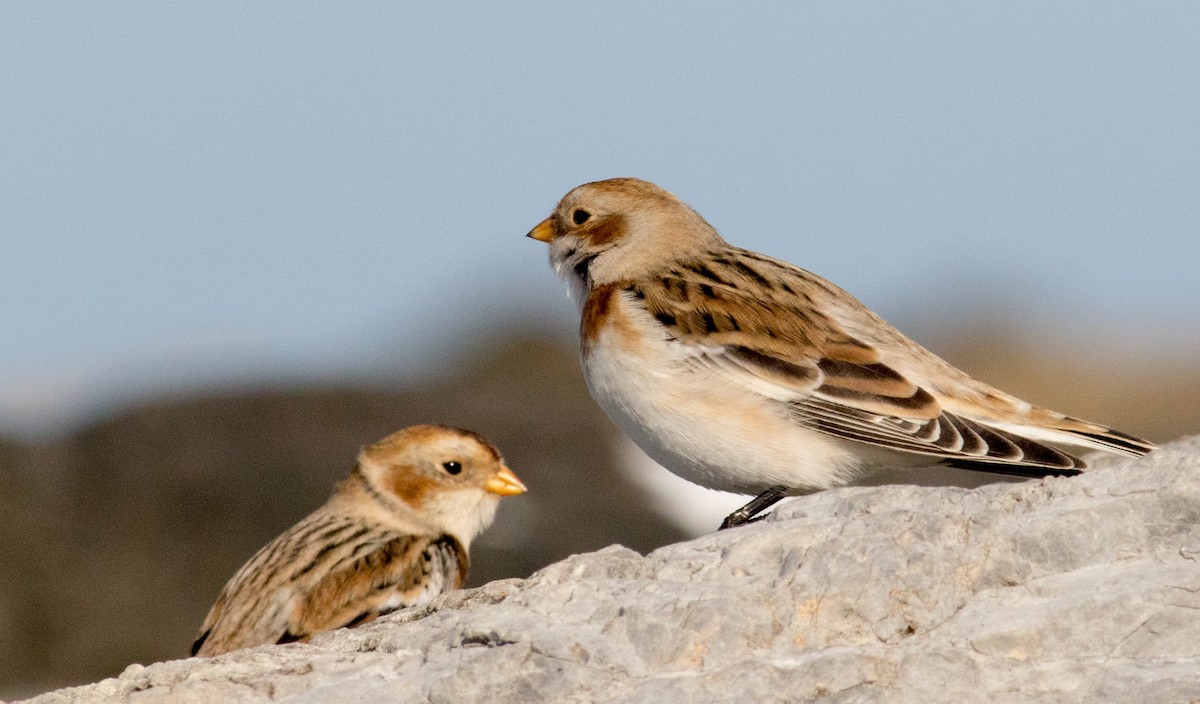 Пуночка снігова - ML645206409