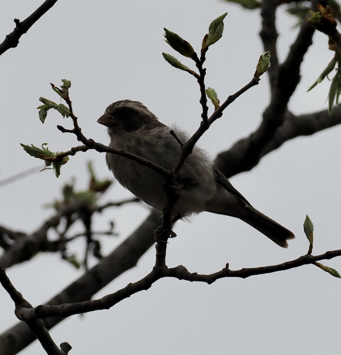 Щедрик чорнощокий - ML645206411