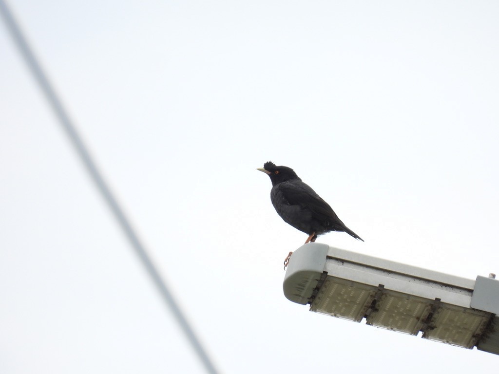 Майна чубата - ML645206412