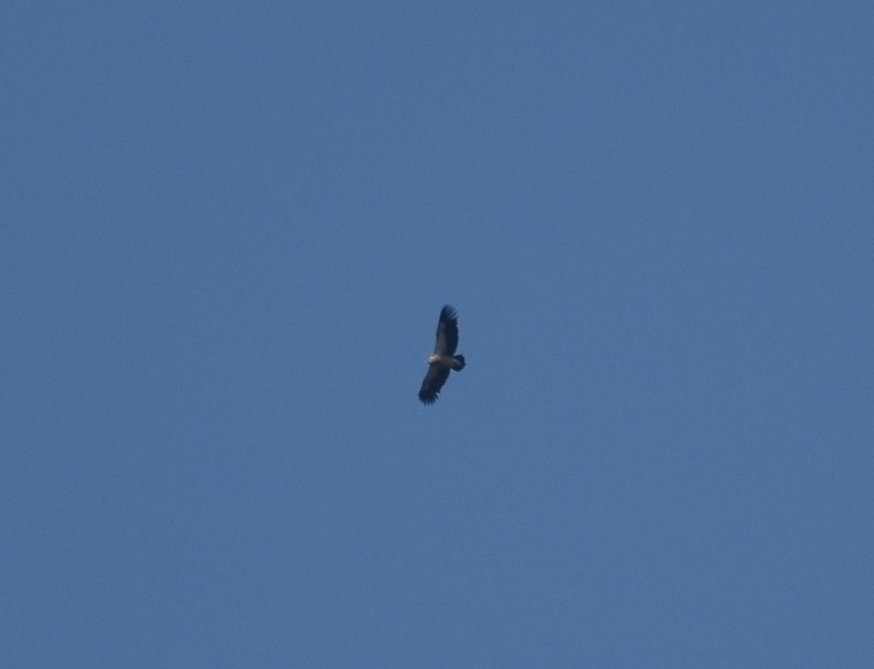 Кумай - ML645206413