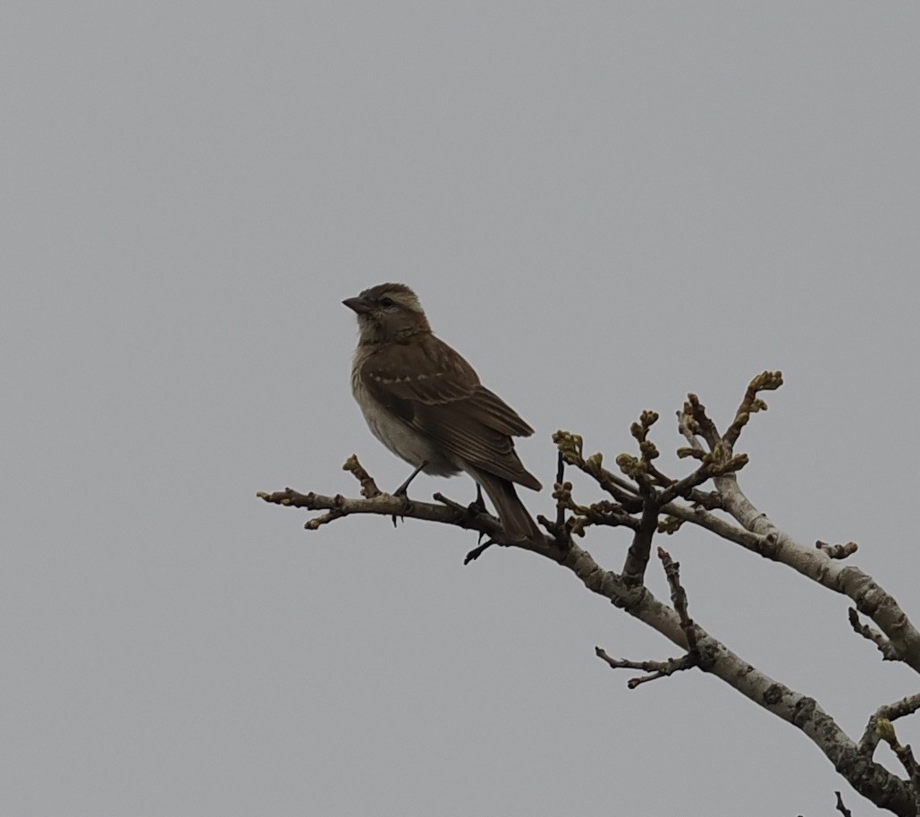 Горобець білобровий - ML645206418