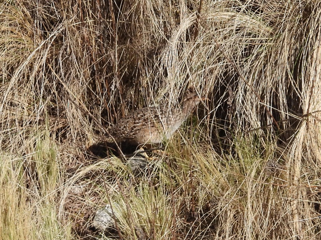 Інамбу андський - ML645206438