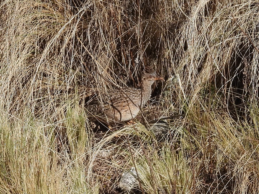 Інамбу андський - ML645206439