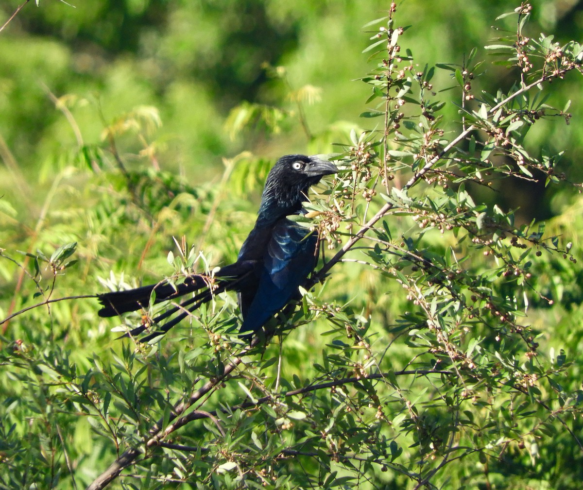 Greater Ani - ML645206456