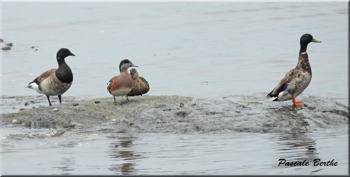 Свищ американський - ML645206458