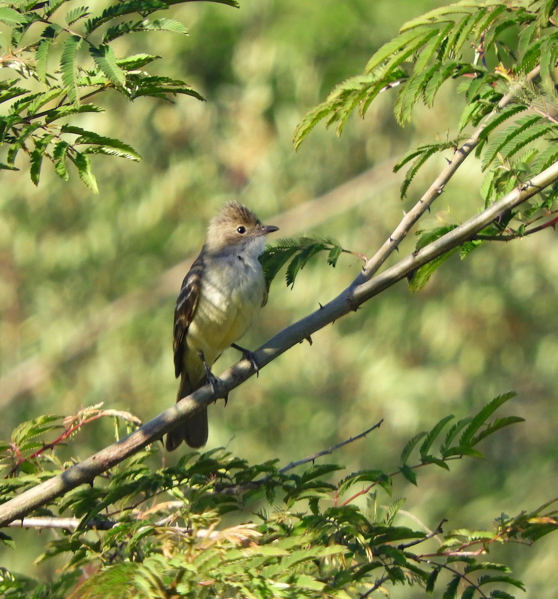 Large Elaenia - ML645206462