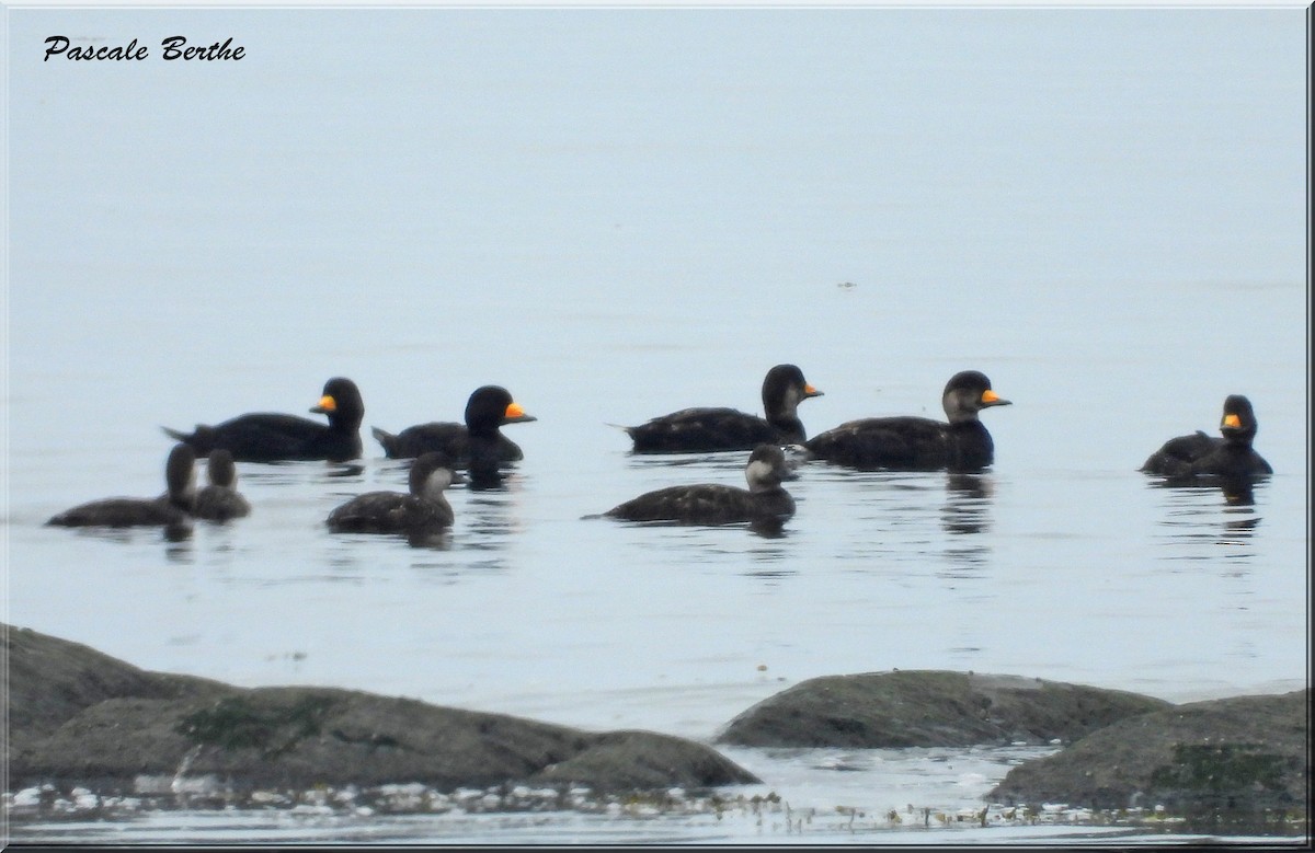 amerikasvartand - ML645206469