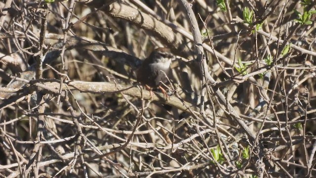 Тапакуло білобровий - ML645206475