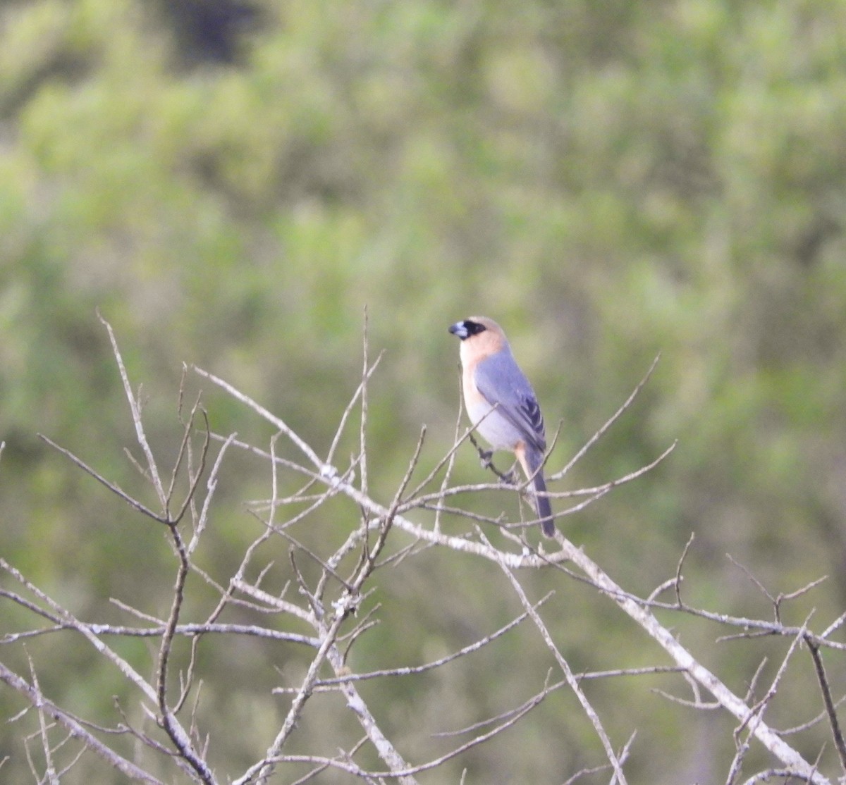 Cinnamon Tanager - ML645206479