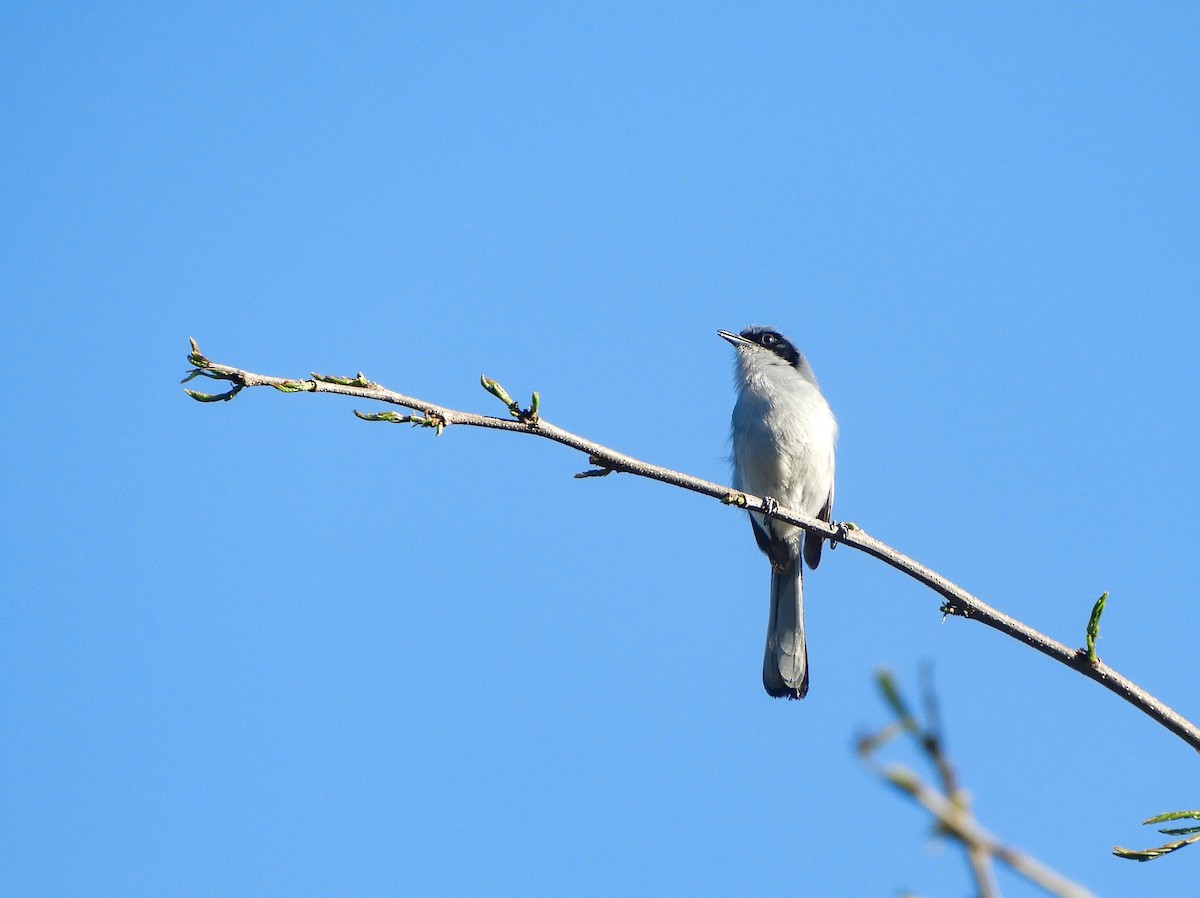 Masked Gnatcatcher - ML645206481