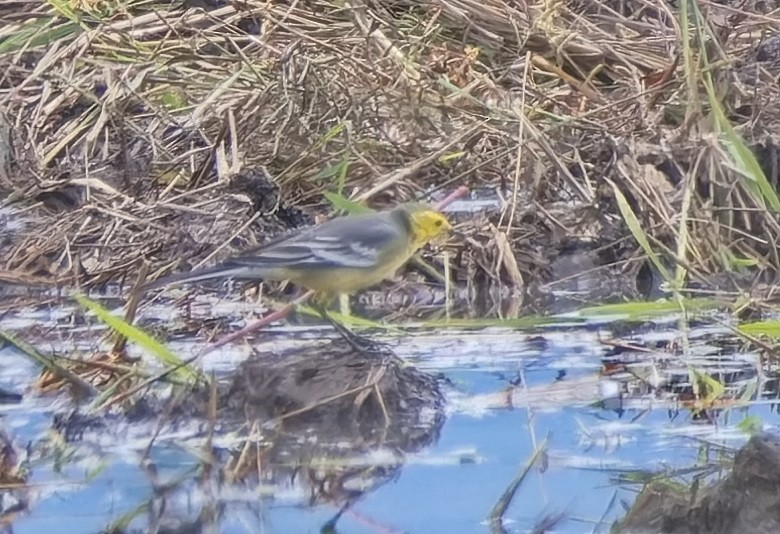 נחליאלי לימוני - ML645206501