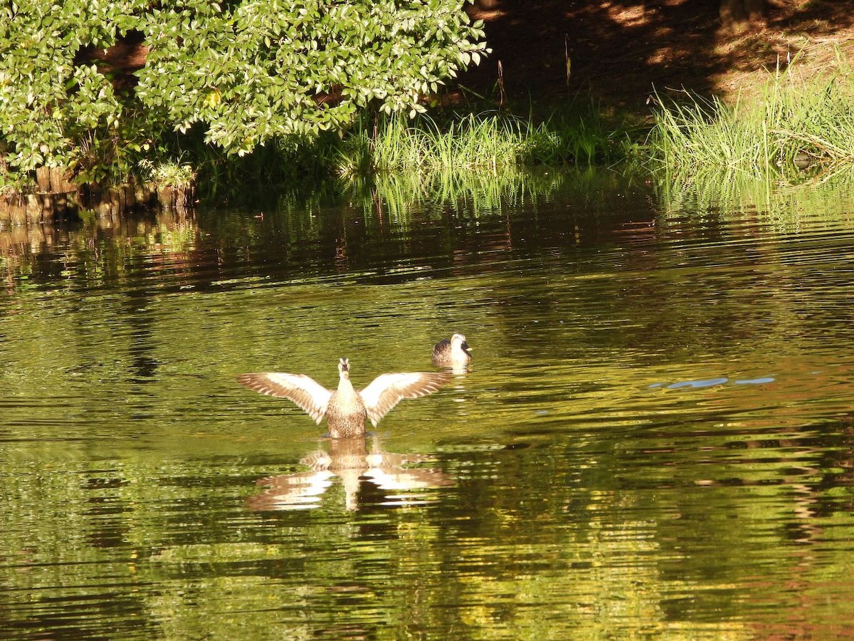 Eastern Spot-billed Duck - ML645206515