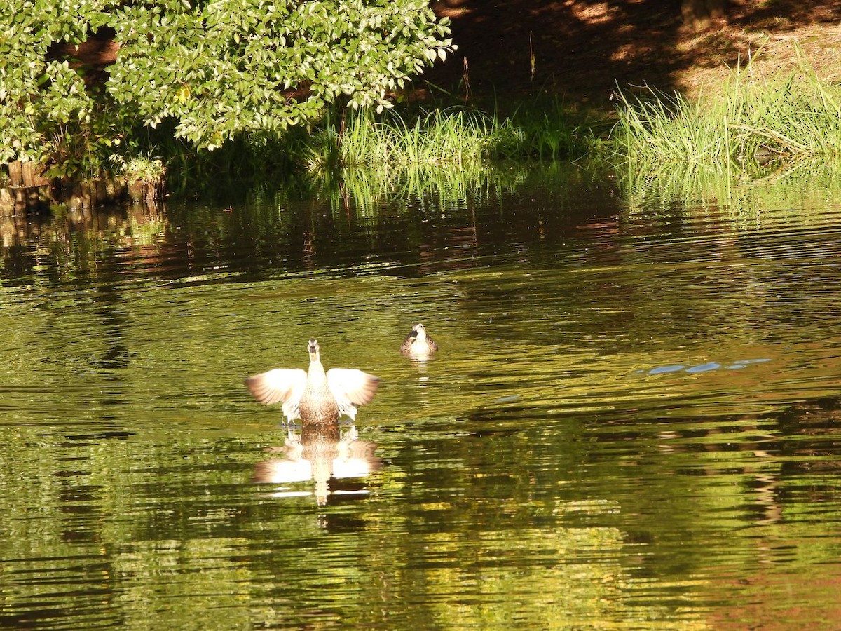 Eastern Spot-billed Duck - ML645206516