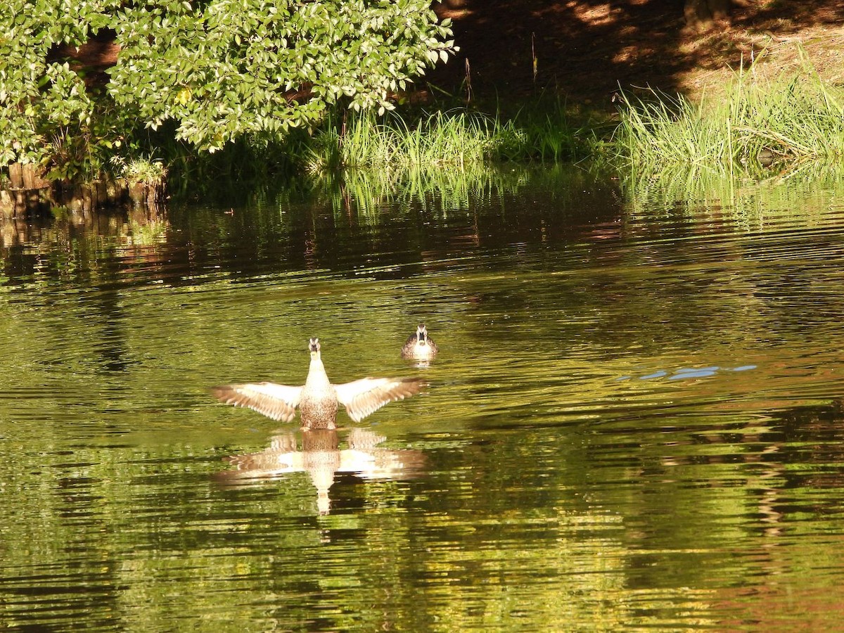Eastern Spot-billed Duck - ML645206517