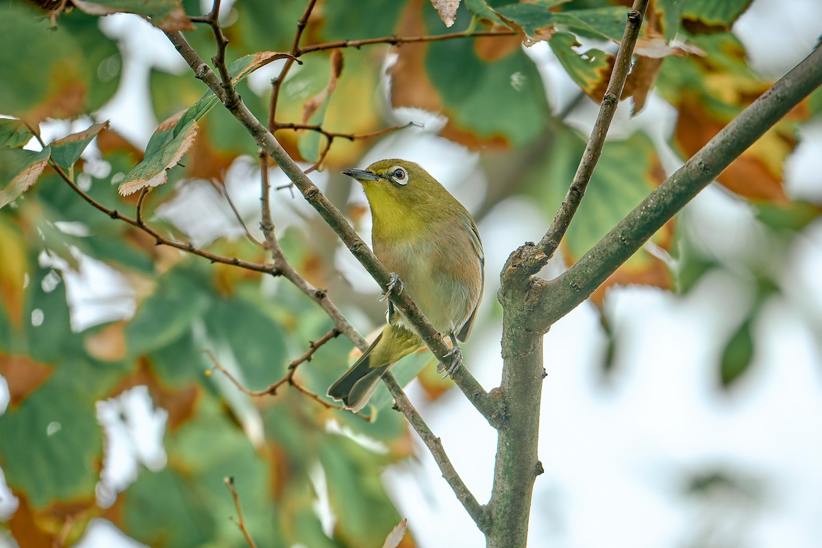 Warbling White-eye - ML645206519