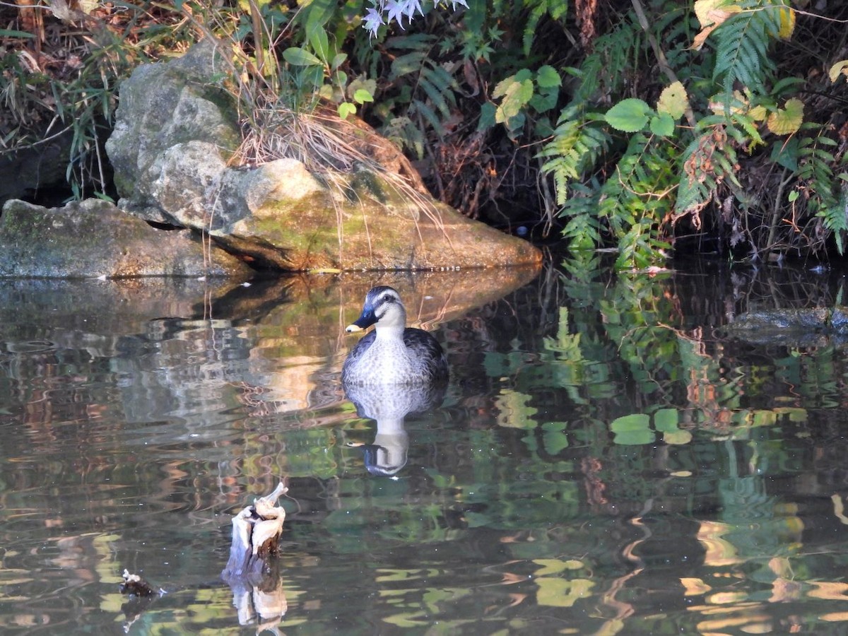 Eastern Spot-billed Duck - ML645206521