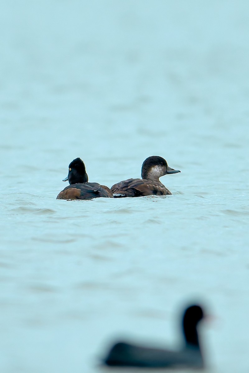 amerikasvartand - ML645206523