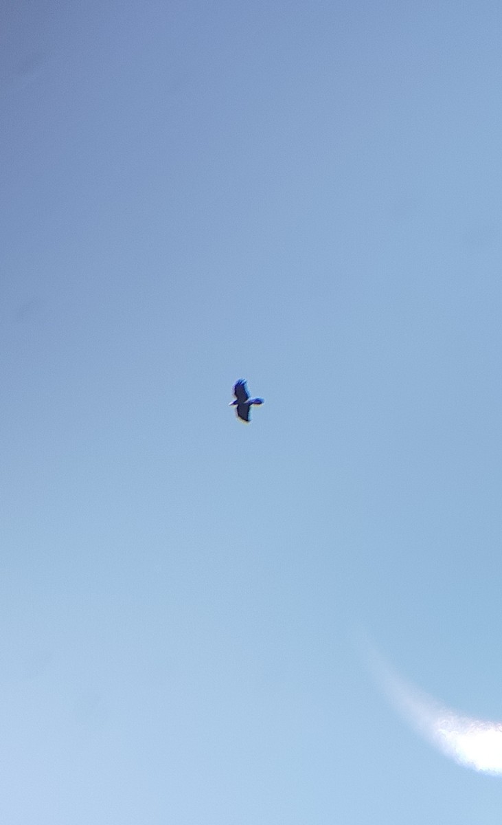 Large-billed Crow - ML645206524