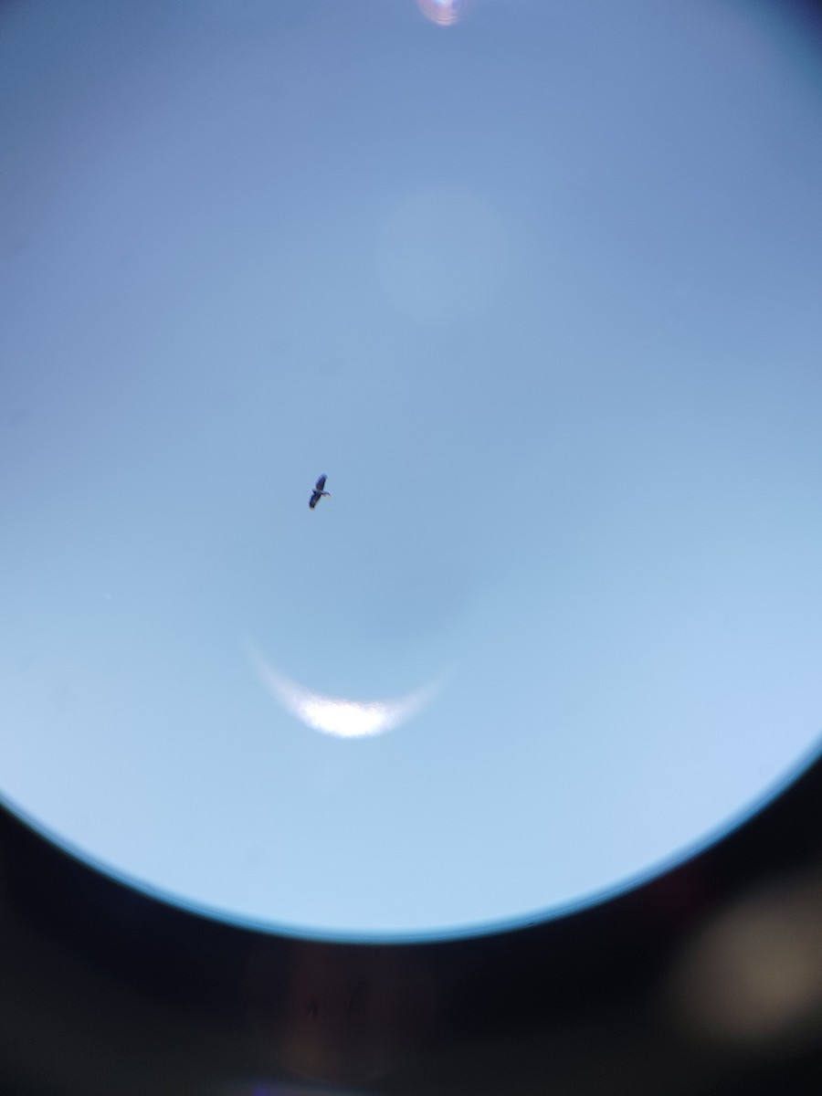 Large-billed Crow - ML645206525