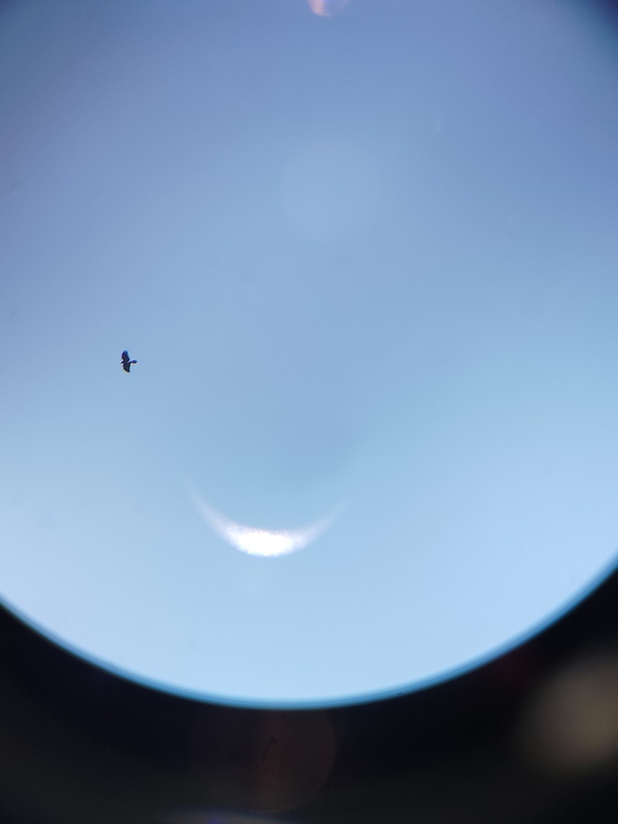 Large-billed Crow - ML645206526