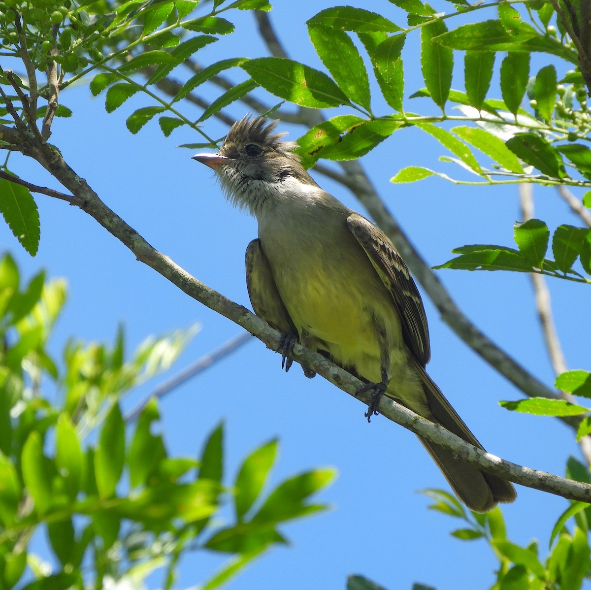 Large Elaenia - ML645206532