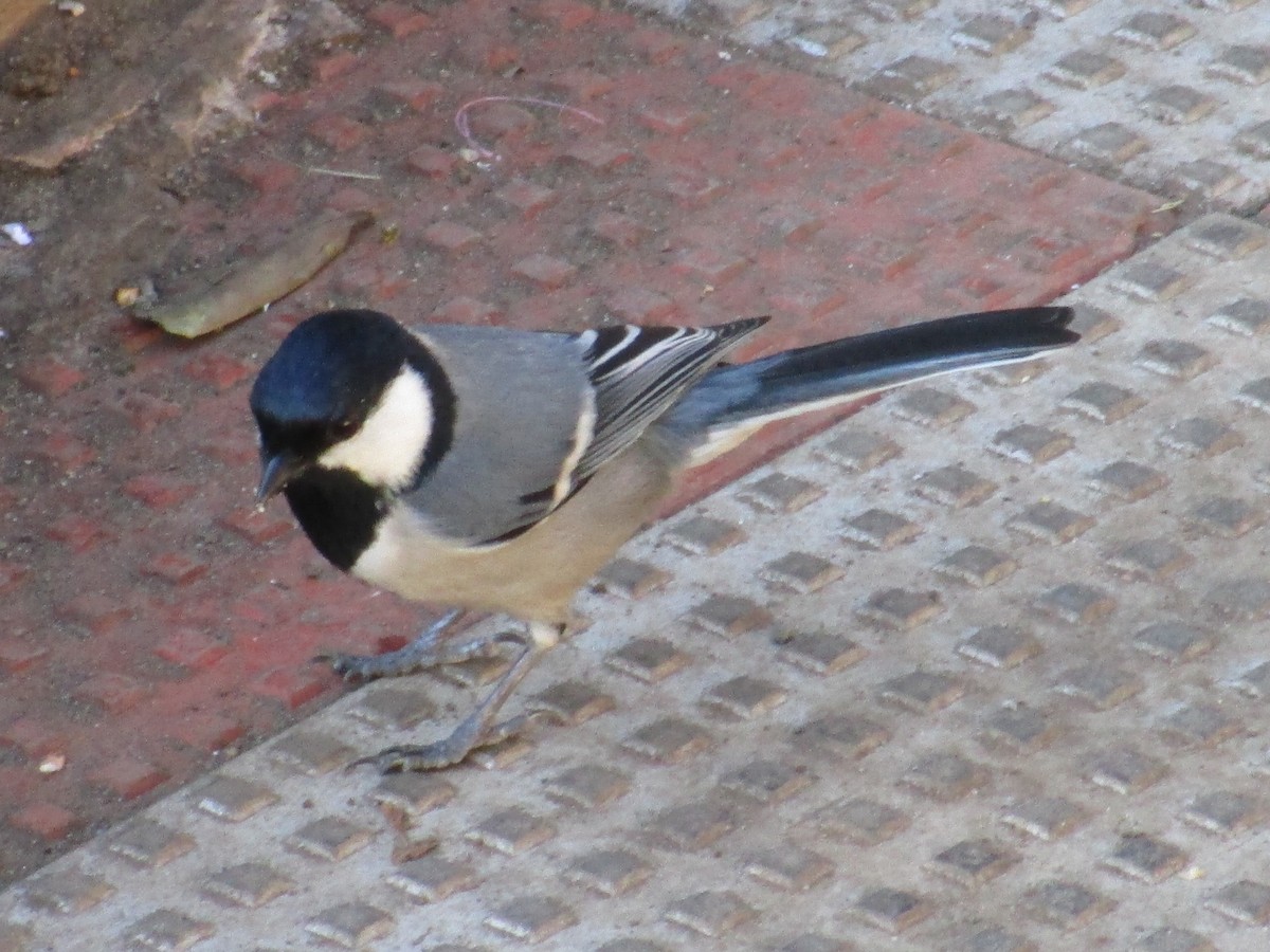 Asian Tit (Cinereous) - ML645206533