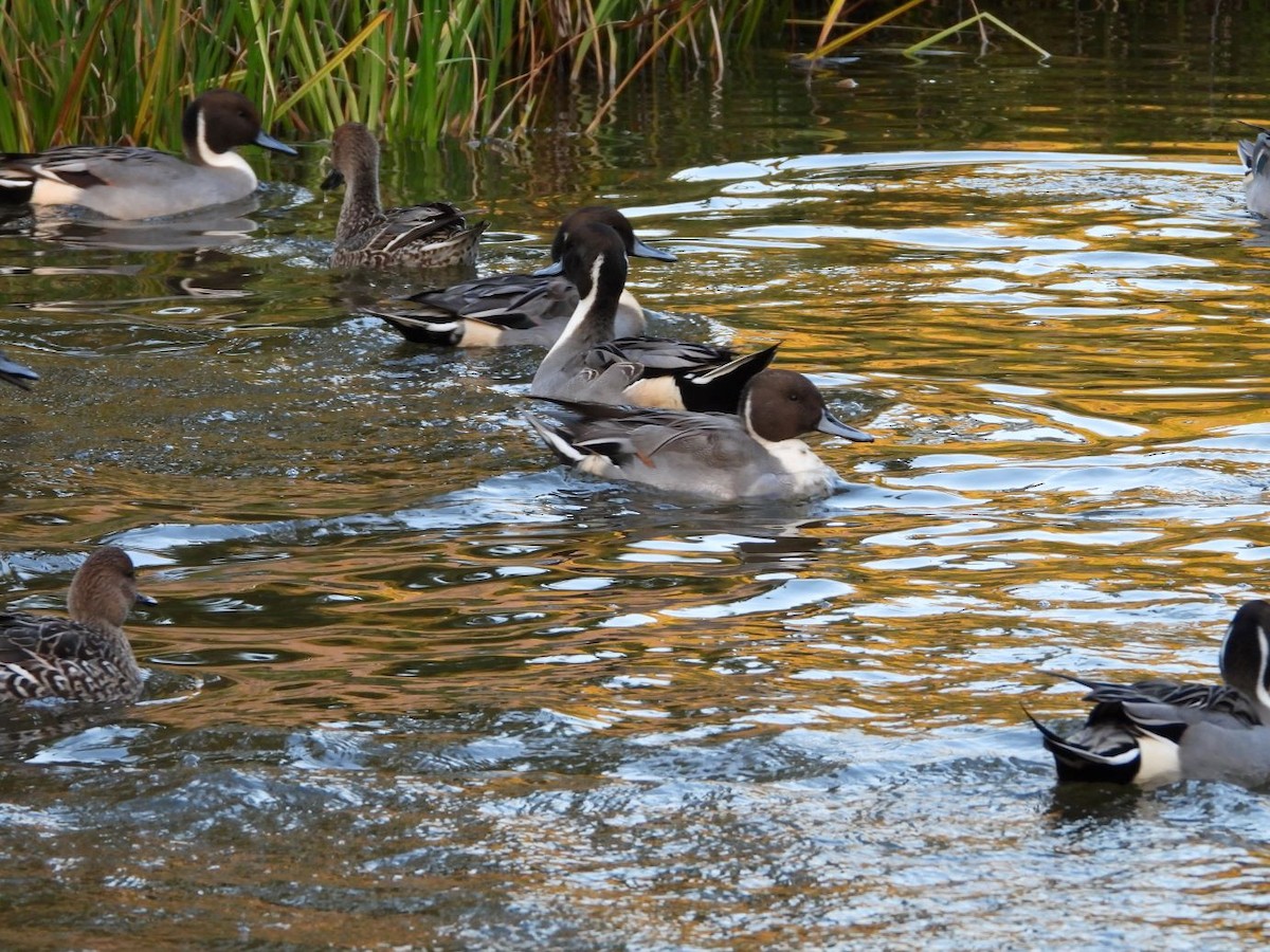 Northern Pintail - ML645206534