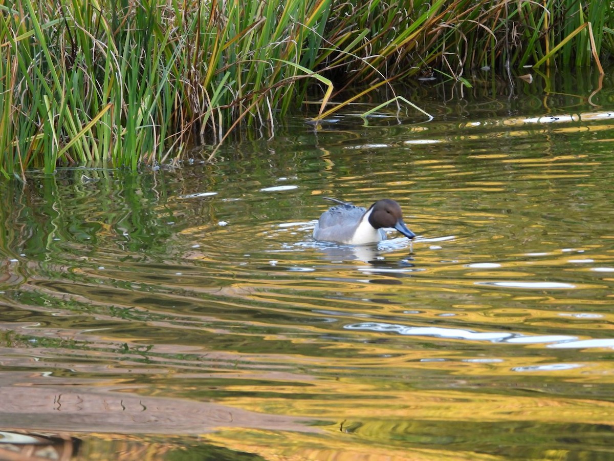 Northern Pintail - ML645206535