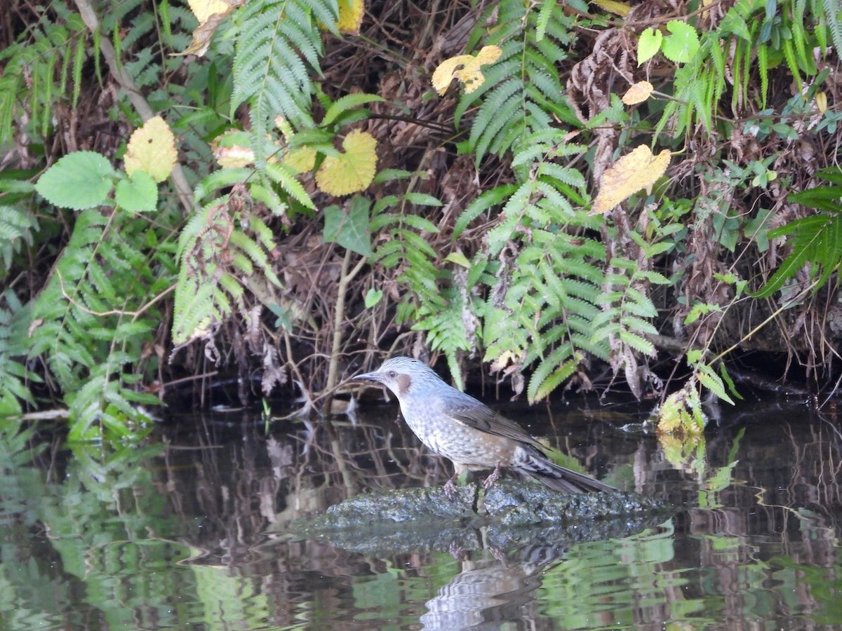 Brown-eared Bulbul - ML645206540