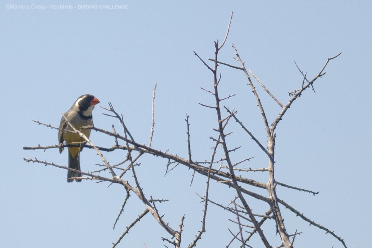 Golden-billed Saltator - ML645206561